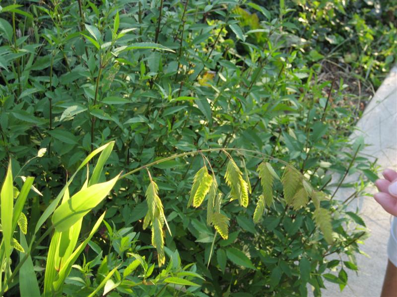 Chasmanthium latifolium Chasmanthium_latifolium_oats.JPG