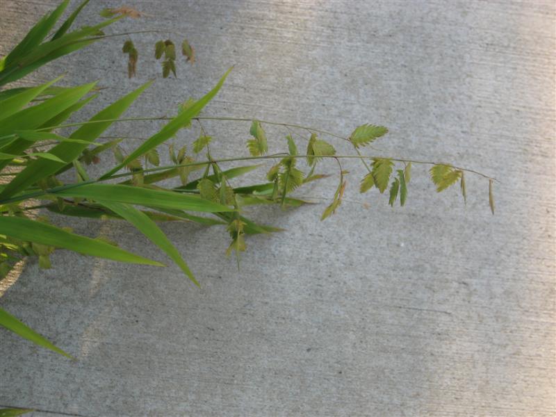 Chasmanthium latifolium Chasmanthium_latifolium_oats_2.JPG