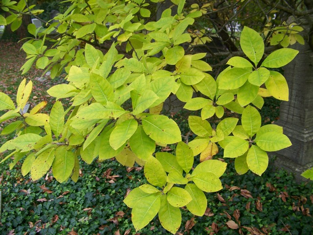 Picture of Chionanthus%20virginicus%20%20White%20Fringetree