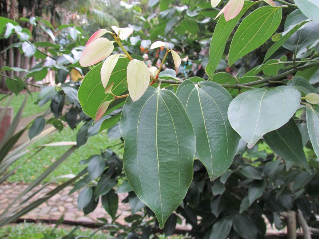 Cinnamomum zeylanicum CinnamonLeaf.JPG