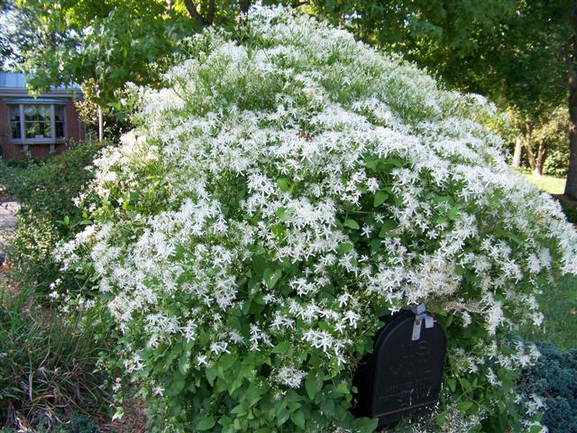 Picture of Clematis%20maximowicziana%20%20Sweetautumn%20Clematis