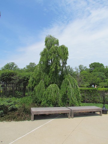 Cercidiphyllum japonicum ClevelandBotCercidiphyllumJaponicumFull2.JPG