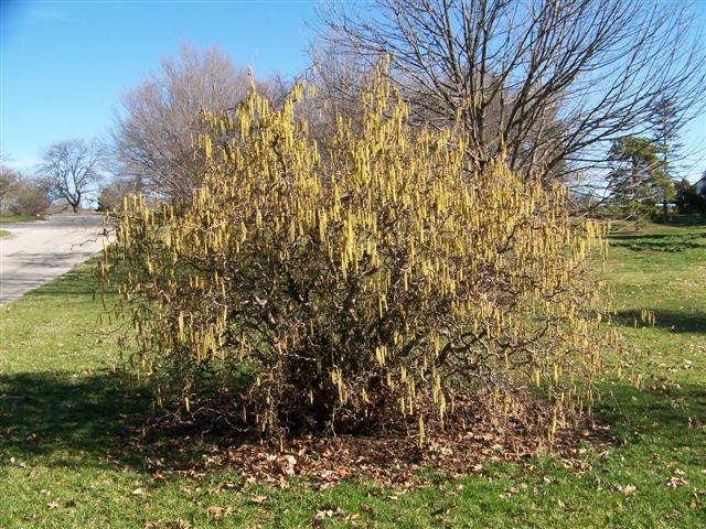 Picture of Corylus%20avellana%20'Contorta'%20Contorted%20Filbert