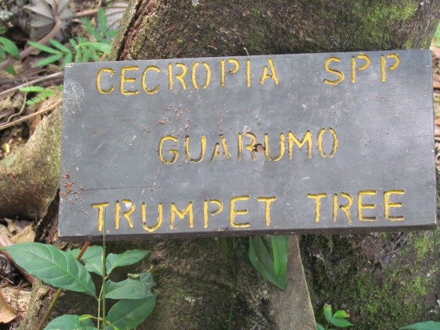 Cecropia obtusifolia CostaRicaCecropiaGuarmoSign.JPG
