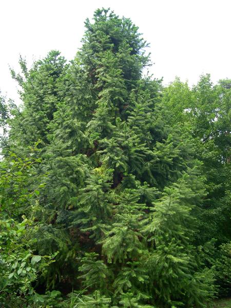Picture of Cunninghamia%20lanceolata%20%20Chinafir