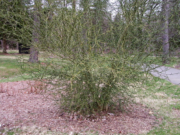 Poncirus trifoliata DSCN0075.jpg