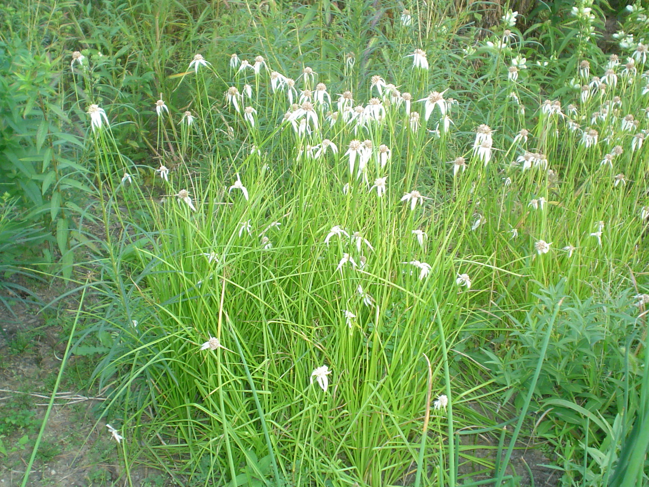 Picture of Rhynchospora colorata  Whitetop Sedge