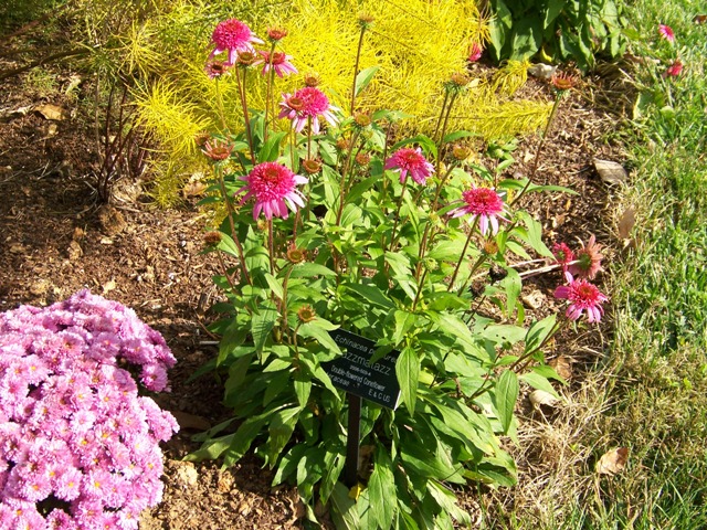 Picture of Echinacea%20purpurea%20'Razzmatazz'%20Razzmatazz%20Double%20Coneflower
