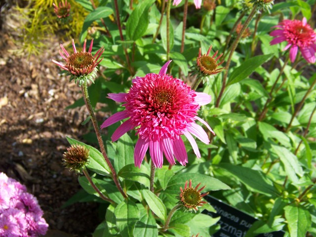 Picture of Echinacea%20purpurea%20'Razzmatazz'%20Razzmatazz%20Double%20Coneflower