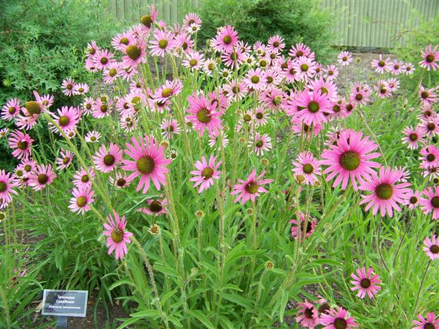 Picture of Echinacea%20tennesseensis%20'Rocky%20Top'%20Rocky%20Top%20Coneflower