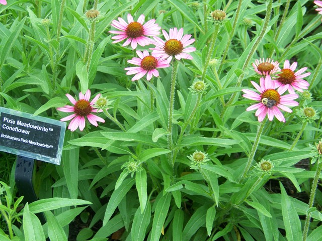 Picture of Echinacea%20%20'Pixie%20Meadowbrite'%E2%84%A2%20Pixie%20Meadowbrite
