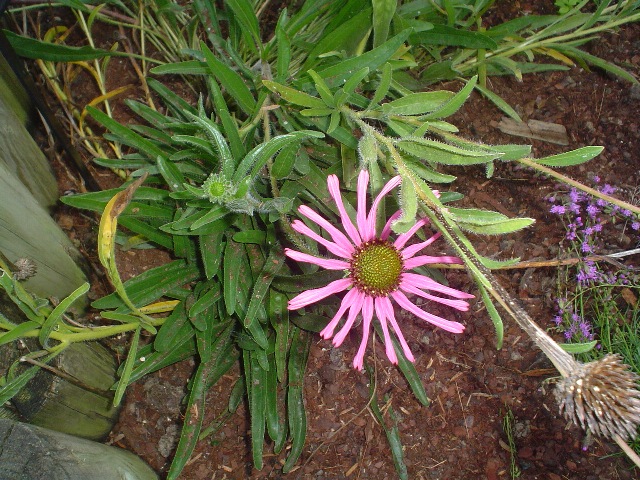 Picture of Echinacea%20tennesseensis%20'Rocky%20Top'%20Rocky%20Top%20Coneflower