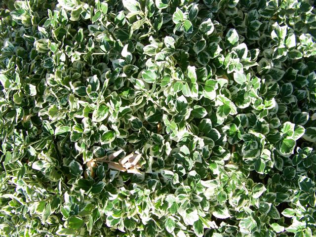 Picture of Euonymus%20fortunei%20'Emerald%20Gaiety'%20Emerald%20Gaiety%20Wintercreeper