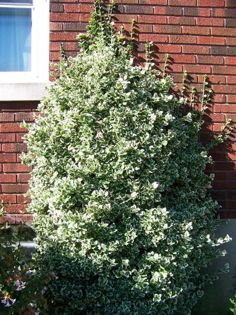 Picture of Euonymus%20fortunei%20'Emerald%20Gaiety'%20Emerald%20Gaiety%20Wintercreeper