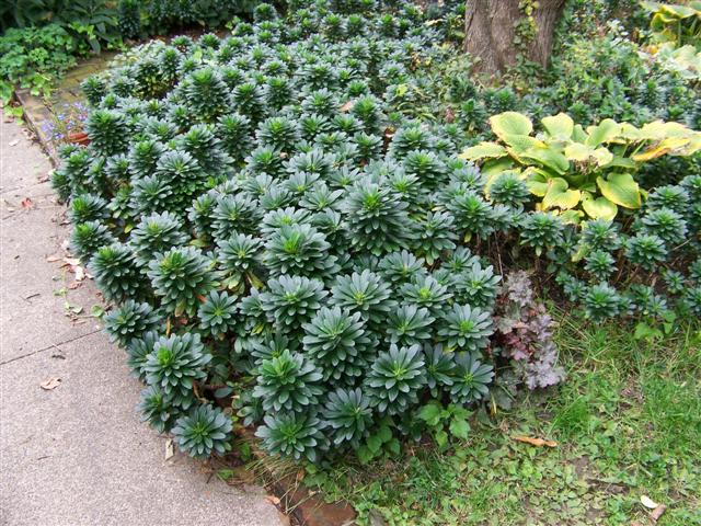 Picture of Euphorbia%20amygdaloides%20var.%20robbiae%20%20Robb's%20Wood%20Spurge