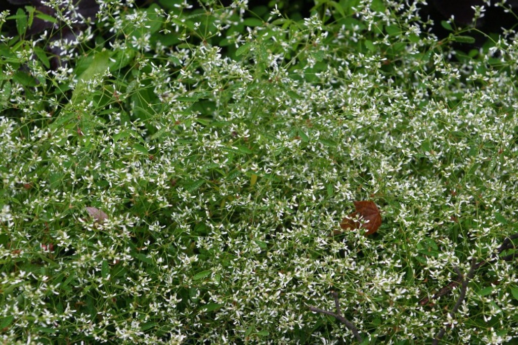 Picture of Euphorbia hybrid 'Diamond Frost' Diamond Frost Euphorbia