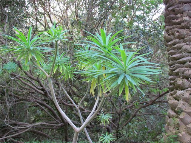 Euphorbia lambii EuphorbiaLambiiClose.JPG