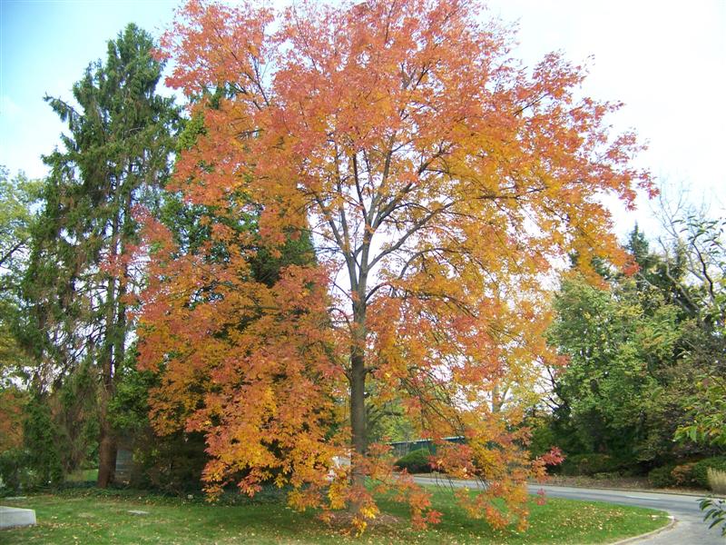 Picture of Fraxinus%20americana%20'Rosehill'%20Rosehill%20Ash