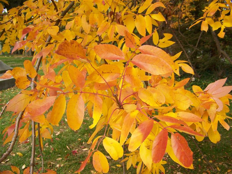 Picture of Fraxinus americana 'Rosehill' Rosehill Ash