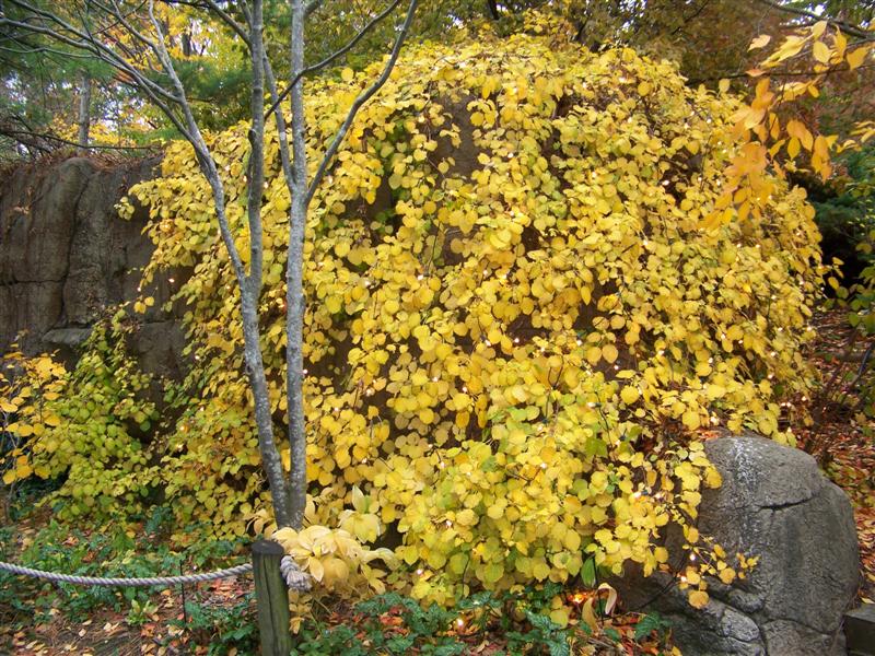 Picture of Hydrangea anomala subsp. petiolaris  Climbing Hydrangea