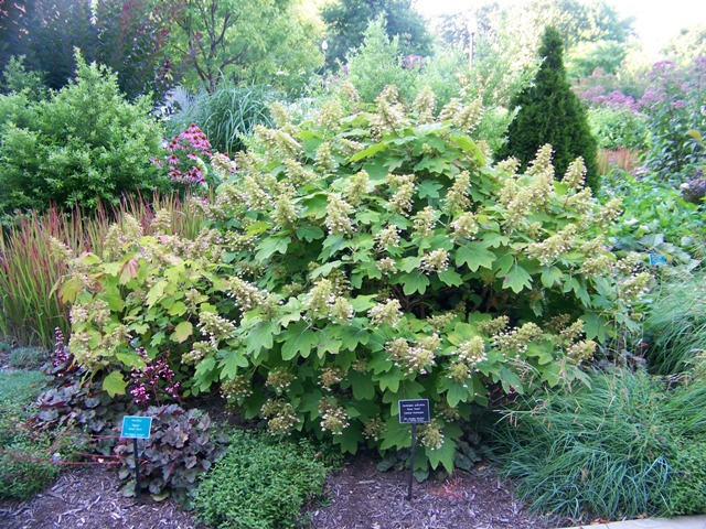 Picture of Hydrangea%20quercifolia%20'Sikes%20Dwarf'%20Oakleaf%20Hydrangea