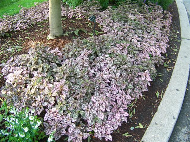 Picture of Hypoestes%20%20Splash%20Select%20Pink