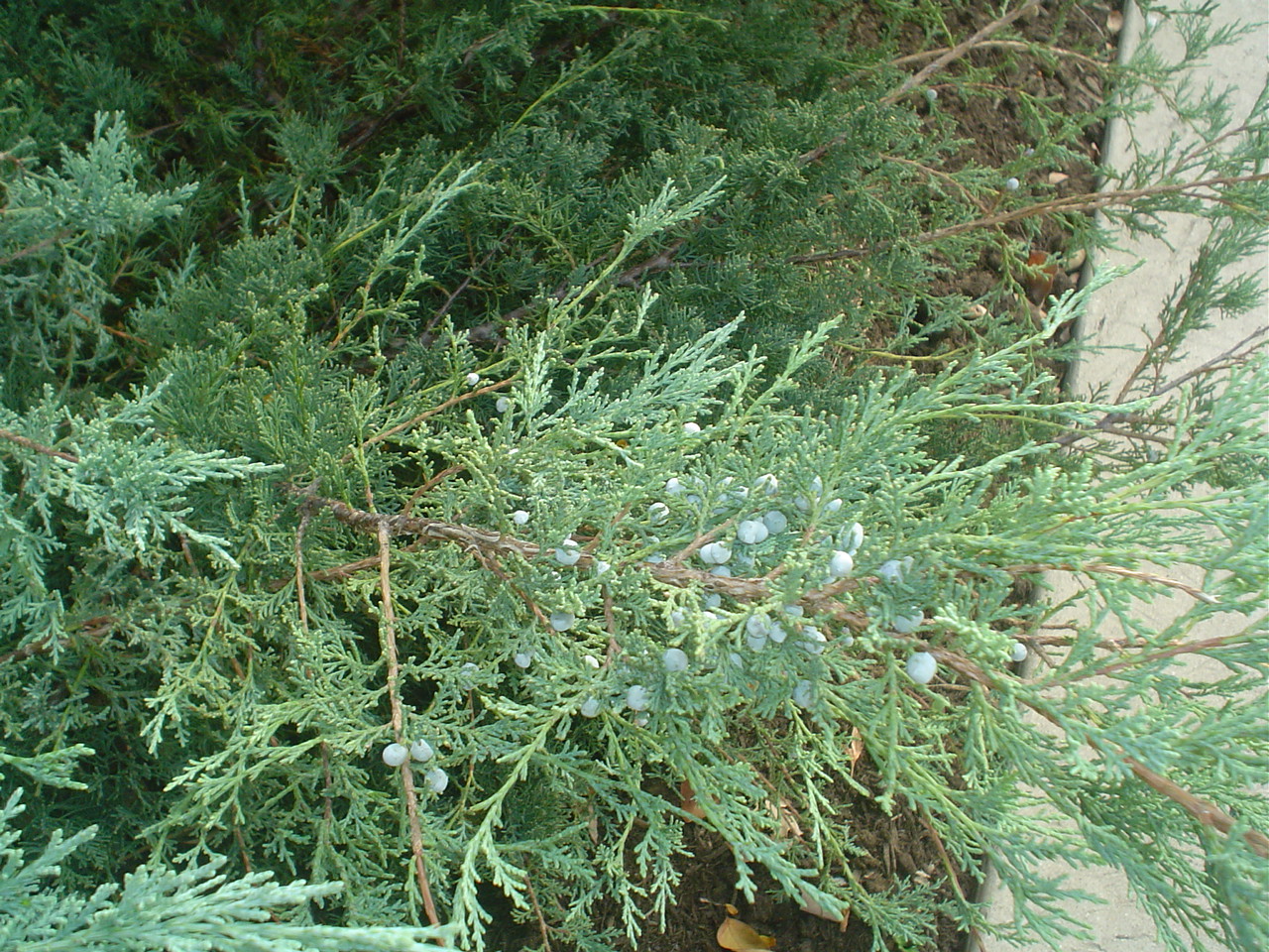 Picture of Juniperus%20virginiana%20'Grey%20Owl'%20Grey%20Owl%20Juniper