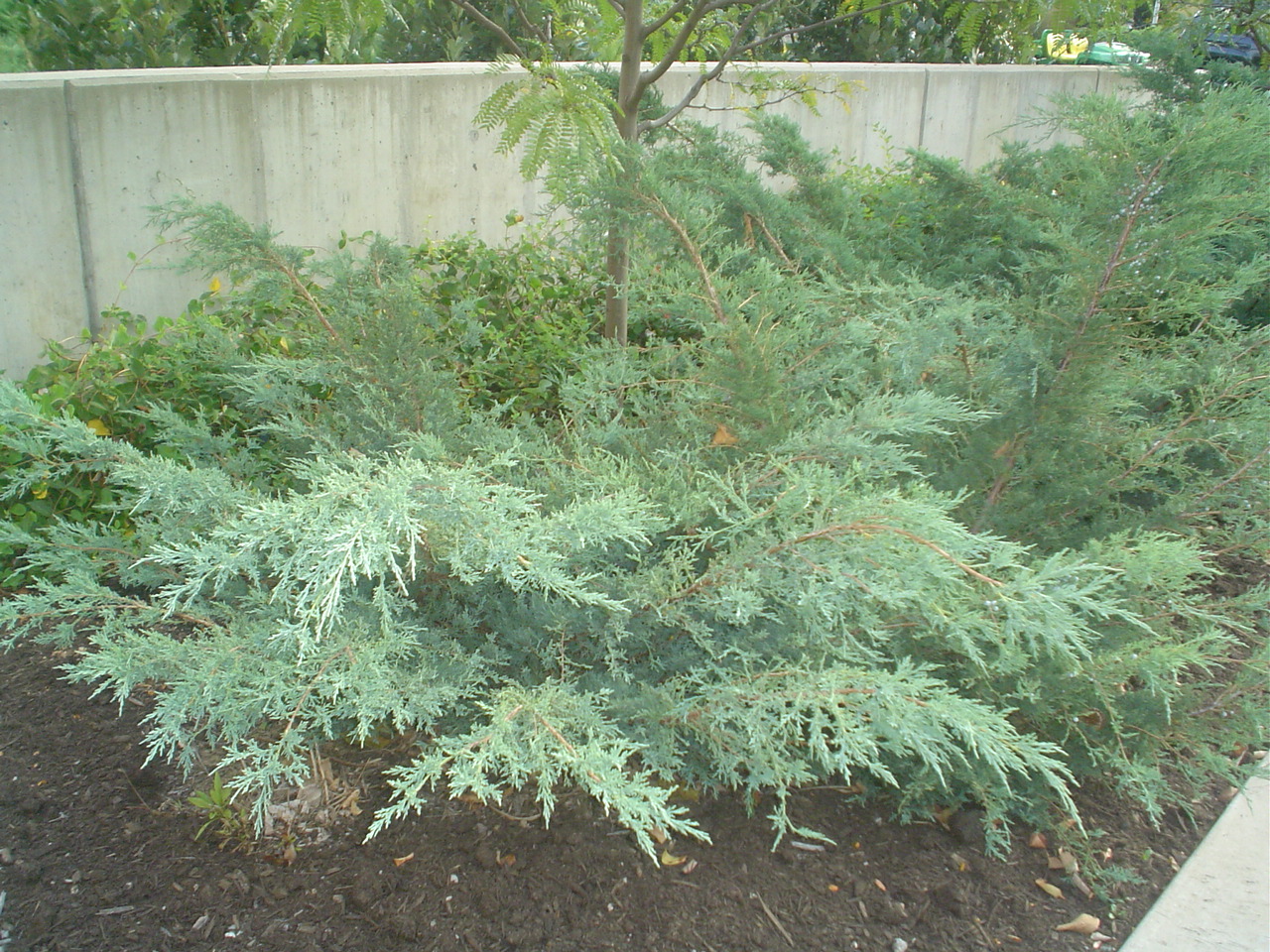 Picture of Juniperus%20virginiana%20'Grey%20Owl'%20Grey%20Owl%20Juniper
