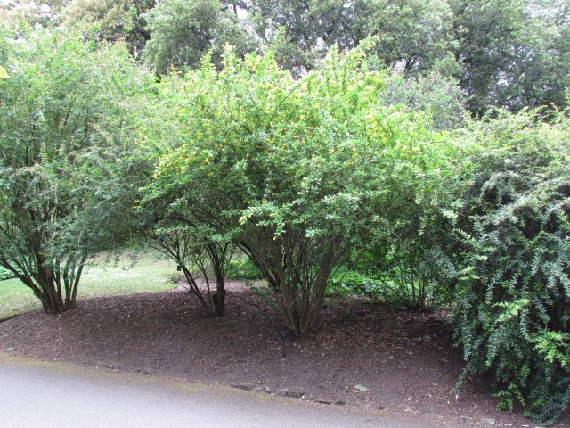 Berberis lycioides KewBerberisLycioidesCloser.JPG