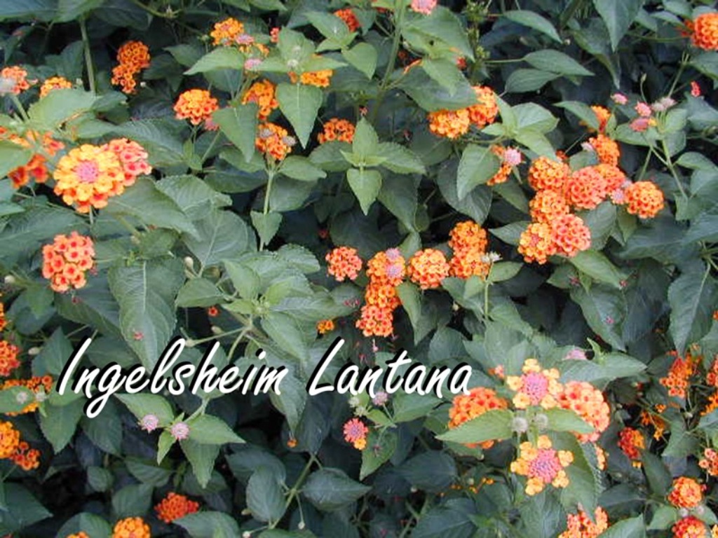 Picture of Lantana%20camara%20'Ingelsheim'%20Ingelsheim%20Lantana