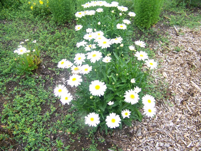 Picture of Leucanthemum x superbum 'Highland White Dream' Highland White Shasta Daisy