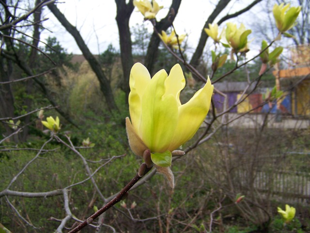 Picture of Magnolia%20x%20'Sunburst'%20Sunburst%20Magnolia