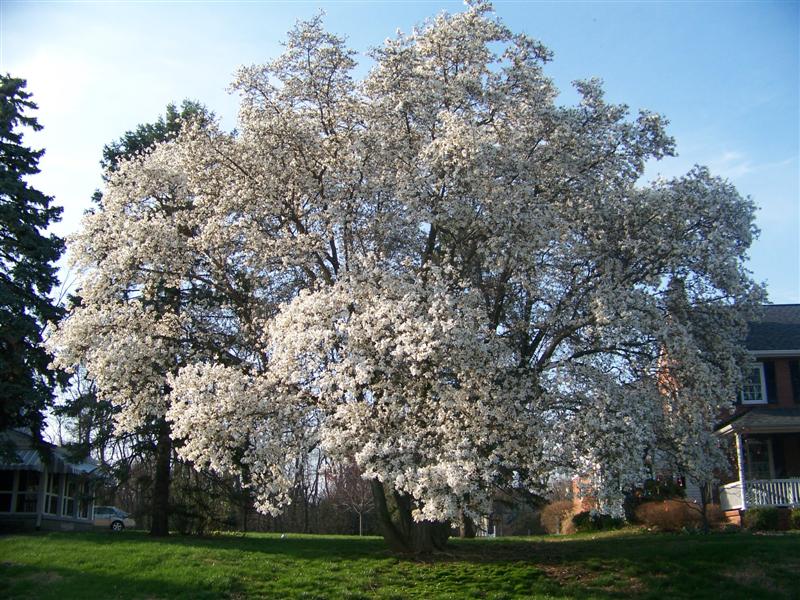 Picture of Magnolia%20x%20loebneri%20%20Loebner%20Magnolia