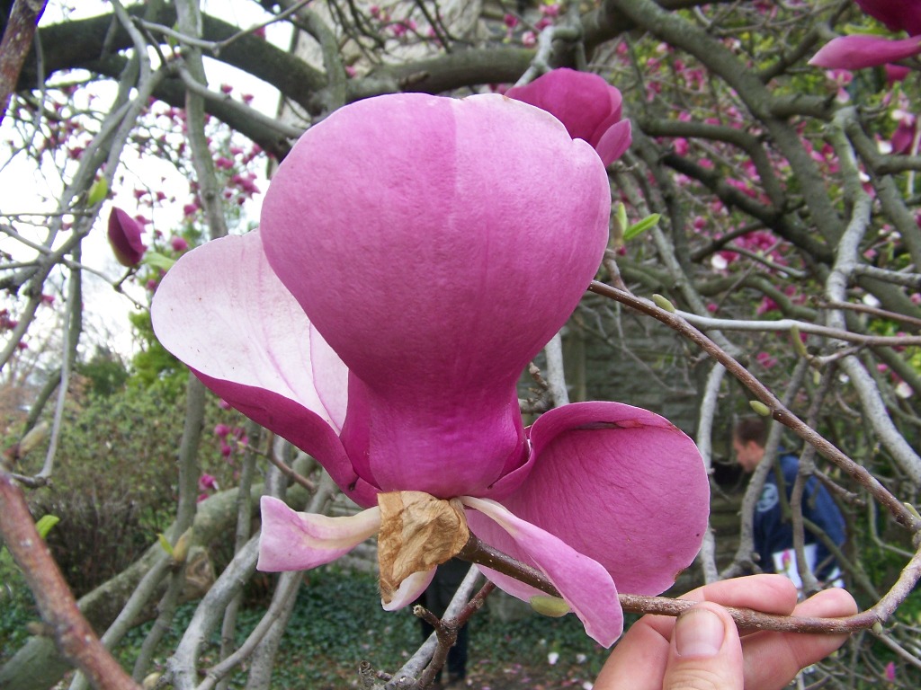 Picture of Magnolia%20x%20soulangeana%20'Lennei'%20Lennei%20Magnolia