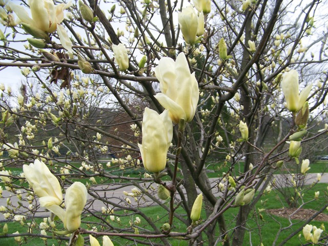 Picture of Magnolia%20x%20'Elizabeth'%20Elizabeth%20Magnolia