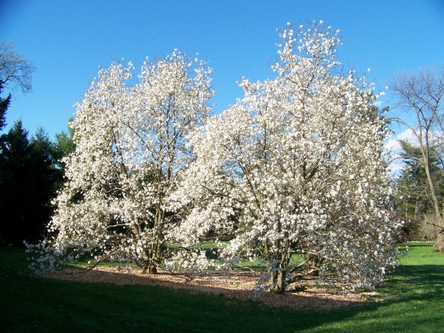 Picture of Magnolia%20x%20loebneri%20'Merrill'%20Merrill%20Magnolia
