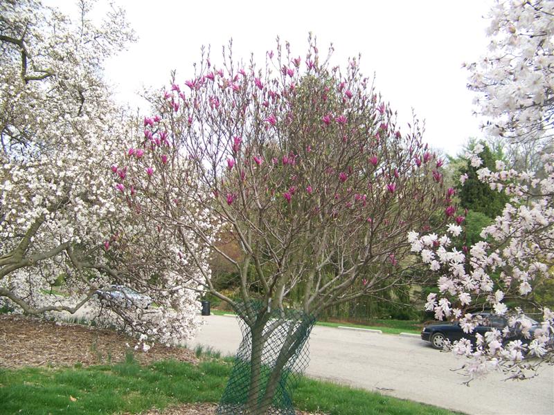 Picture of Magnolia%20x%20liliiflora%20'Susan'%20Susan%20Magnolia