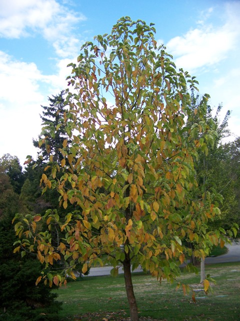 Picture of Magnolia%20acuminata%20%20Cucumbertree%20Magnolia