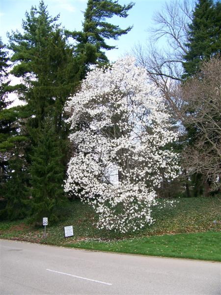 Picture of Magnolia%20salicifolia%20%20Anise%20Magnolia