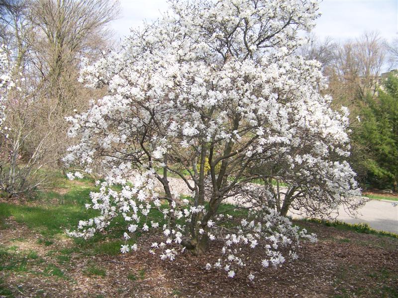 Picture of Magnolia%20stellata%20'Royal%20Star'%20Royal%20Star%20Magnolia