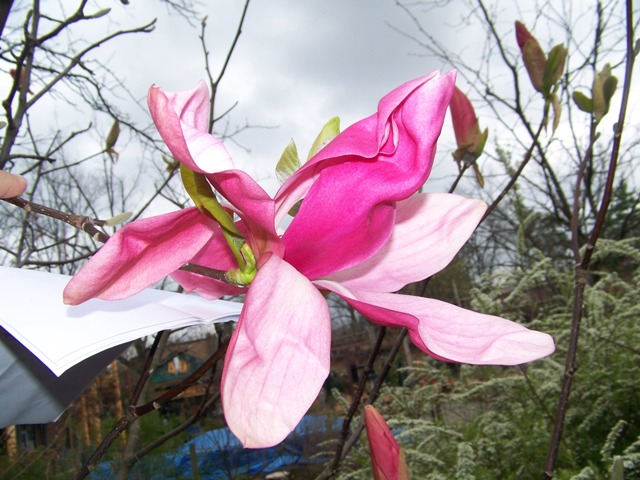 daybreak magnolia