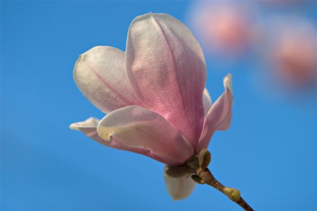 Picture of Magnolia%20x%20soulangeana%20%20Saucer%20Magnolia