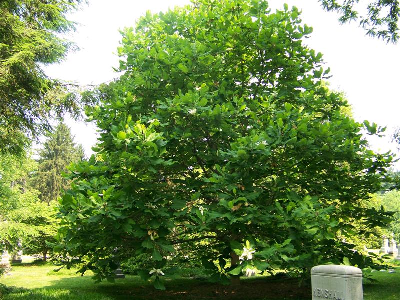 Picture of Magnolia%20macrophylla%20%20Bigleaf%20Magnolia