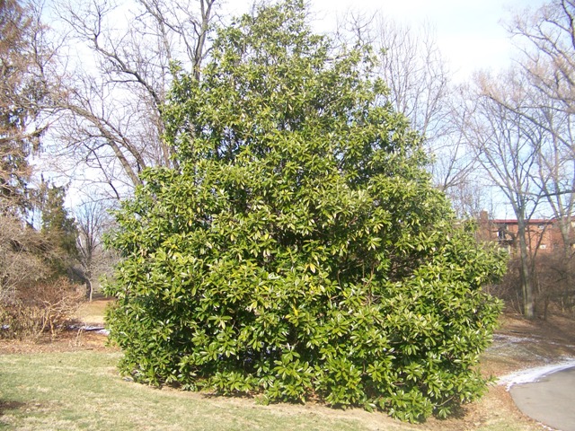 Picture of Magnolia%20grandiflora%20%20Southern%20Magnolia