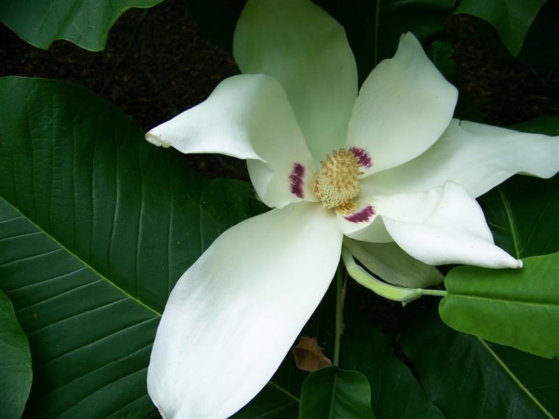 Picture of Magnolia%20macrophylla%20%20Bigleaf%20Magnolia