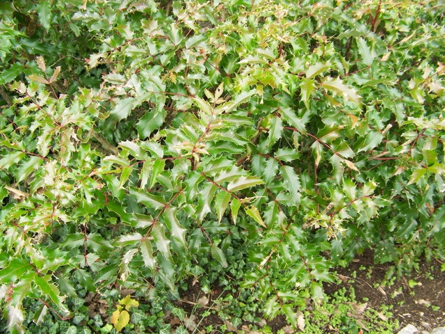 Picture of Mahonia%20aquifolium%20'Compactum'%20Dwarf%20Oregon%20Grapeholly
