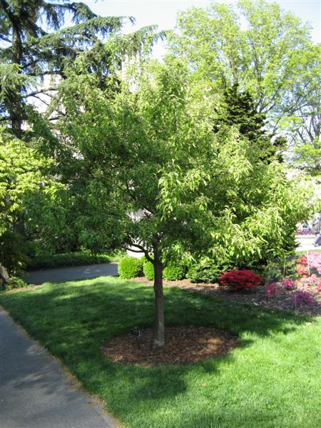 Malus sp. Malus_Sugar_Tyme_Brooklyn_Botanic_Garden.jpg