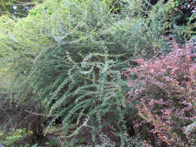 Berberis stenophylla ManBerberisStenophllwa.JPG