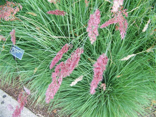 Picture of Melinus nerviglumis 'Pink Champagne' Pink Champagne Ruby Grass