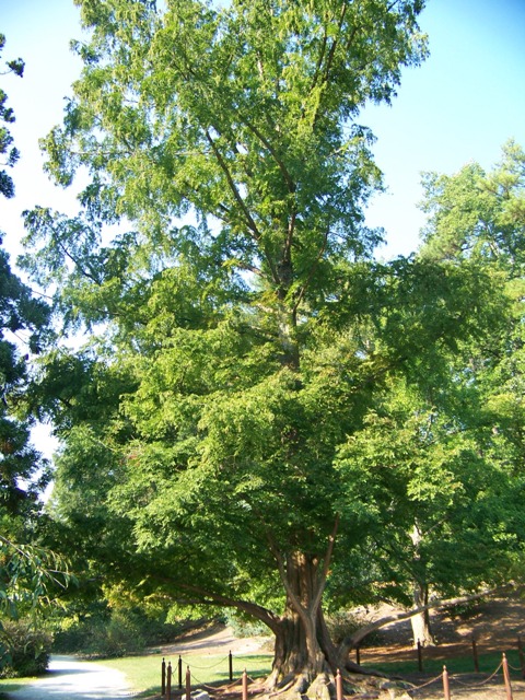 Picture of Metasequoia%20glyptostroboides%20%20Dawn%20Redwood